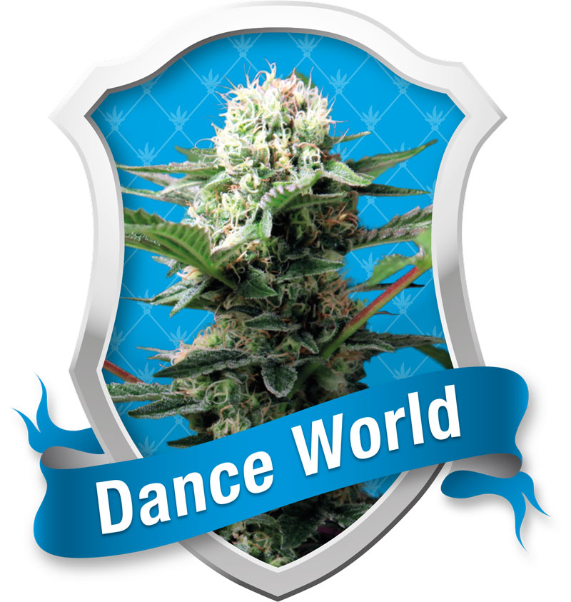 Royal Queen Seeds Dance World female Seeds Royal Queen Seeds Dance World female Seeds