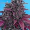 Sweet Seeds Crystal Candy Auto female seeds Sweet Seeds Crystal Candy Auto female seeds