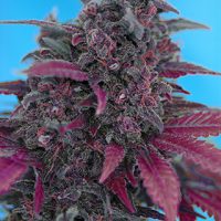 Sweet Seeds Dark Devil Auto female Seeds  