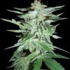 World of Seeds High Tension female Seeds World of Seeds High Tension female Seeds