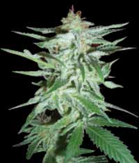 World of Seeds Delirium female Seeds World of Seeds Delirium female Seeds