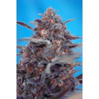 Sweet Seeds Devil Cream AUTO female Seeds  