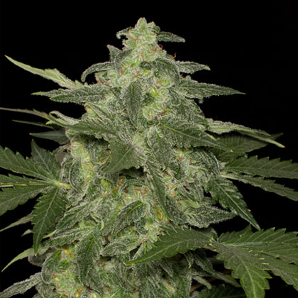 blackskull DIESEL-MATIC FEMALE blackskull DIESEL-MATIC FEMALE