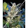 Joint Doctor Chronic Ryder Autoflowering female Seeds  