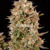 Dinafem Dinamex AUTO female Seeds  