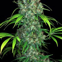 Serious Seeds Double Dutch female seeds  
