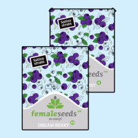 Female seeds company Dream Berry female seeds  