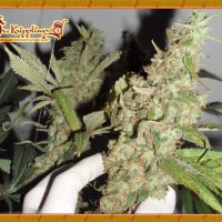 Dr Krippling Seeds Afghan Cow  