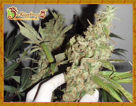 Dr Krippling Seeds Afghan Cow Dr Krippling Seeds Afghan Cow