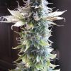 Seedsman Jack Herrer female Seedsman Jack Herrer female