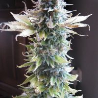 Seedsman Early Skunk female Seeds  