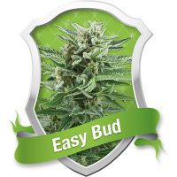 Royal Queen Seeds Easy Bud Automatic female Seeds  