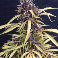 Joint Doctor Easy Ryder Autoflowering female Seeds  