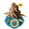 Royal Queen Seeds Painkiller XL female Seeds Royal Queen Seeds Painkiller XL female Seeds