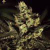 Greenhouse Seed Co. Great White Shark female Seeds  