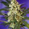 Sweet Seeds Flash Back #2 female Seeds  