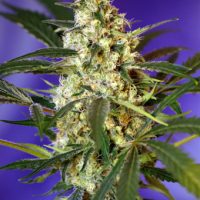Sweet Seeds Fast Bud #2 Auto female Seeds  