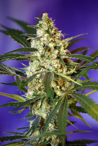Sweet Seeds Fast Bud #2 Auto female Seeds Sweet Seeds Fast Bud #2 Auto female Seeds