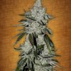 Fast Buds Gorilla Glue auto female seeds Fast Buds Gorilla Glue auto female seeds