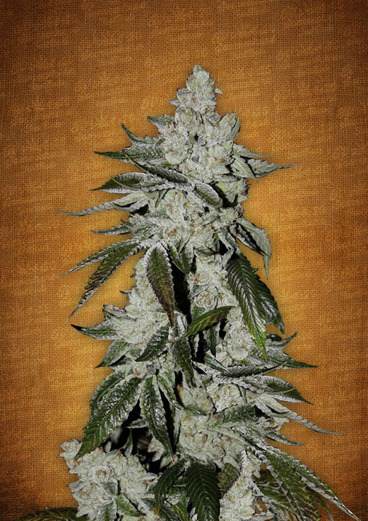 Fast Buds Girl scout cookies female seeds Fast Buds Girl scout cookies female seeds