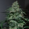 blackskull JACK-MATIC FEMALE  