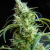 Sweet Seeds Fast Bud #2 Auto female Seeds Sweet Seeds Fast Bud #2 Auto female Seeds