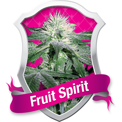 Royal Queen Seeds Fruit Spirit female Seeds Royal Queen Seeds Fruit Spirit female Seeds