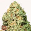 Heavyweight Seeds Extreme Impact Auto female seeds Heavyweight Seeds Extreme Impact Auto female seeds
