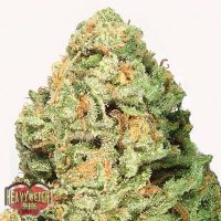 Heavyweight Seeds Fruit Punch female Seeds  