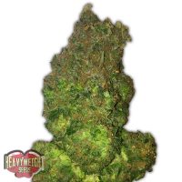 Heavyweight Seeds Auto Fruit Punch female Seeds  