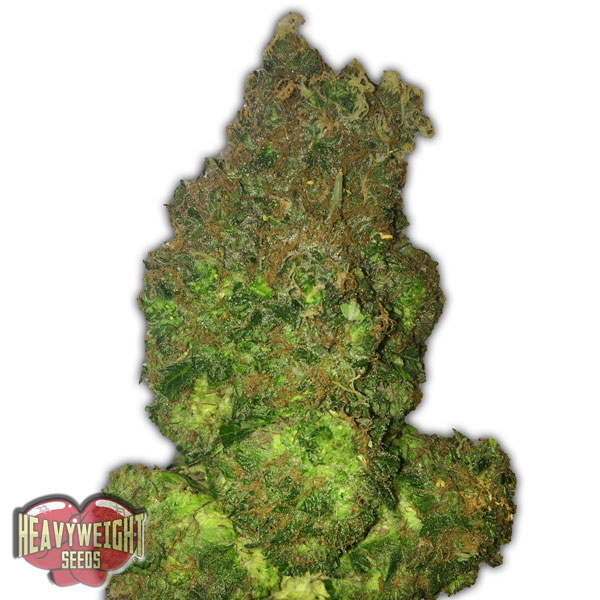 Heavyweight Seeds Auto Fruit Punch female Seeds Heavyweight Seeds Auto Fruit Punch female Seeds