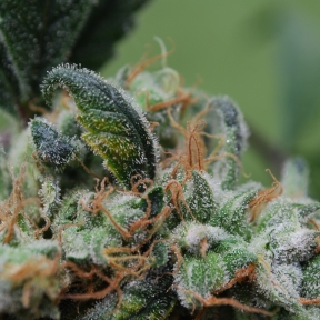 Female seeds company Blueberry Cheesecake female Seeds Female seeds company Blueberry Cheesecake female Seeds