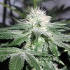 Female seeds company Grapefruit female Seeds Female seeds company Grapefruit female Seeds