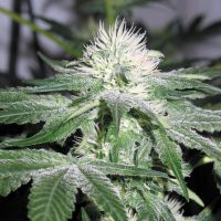 Female seeds company Ice female Seeds  