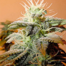 Female seeds company Indoor Mix female Seeds Female seeds company Indoor Mix female Seeds