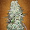 Fast Buds Girl scout cookies female seeds Fast Buds Girl scout cookies female seeds