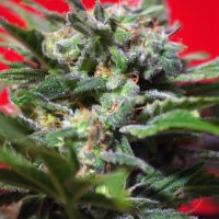 Sweet Seeds Ganesh Spirit female Seeds  