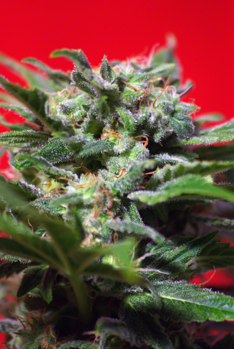Sweet Seeds Ganesh Spirit female Seeds Sweet Seeds Ganesh Spirit female Seeds