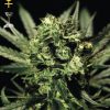 Greenhouse Seed Co. Chem Dog female Seeds Greenhouse Seed Co. Chem Dog female Seeds
