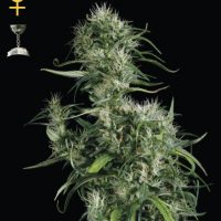 Female seeds company Neville's Haze female Seeds  