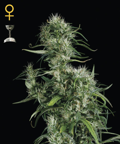 Female seeds company Neville's Haze female Seeds Female seeds company Neville's Haze female Seeds