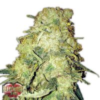 Heavyweight Seeds Goldmine female Seeds  