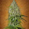 Fast Buds Gorilla Glue auto female seeds Fast Buds Gorilla Glue auto female seeds