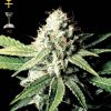 Greenhouse Seed Co. Exodus Cheese female Seeds  