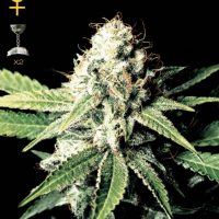 Greenhouse Seed Co. Great White Shark female Seeds  