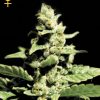 Greenhouse Seed Co. Great White Shark female Seeds  