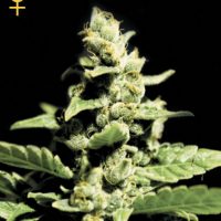 Greenhouse Seed Co. Green-O-Matic female Seeds  