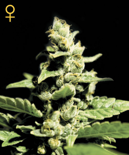 Greenhouse Seed Co. Green-O-Matic female Seeds Greenhouse Seed Co. Green-O-Matic female Seeds