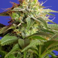 Sweet Seeds Green Poison female Seeds  