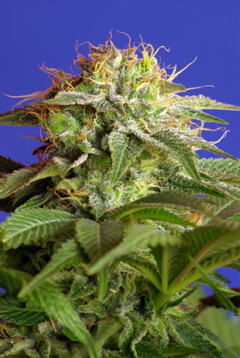Sweet Seeds Green Poison female Seeds Sweet Seeds Green Poison female Seeds